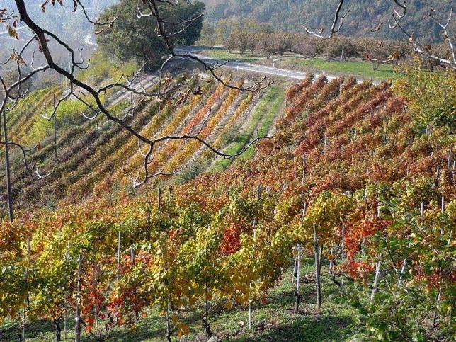 Cascina Sant'Eufemia Villa Sinio Екстериор снимка